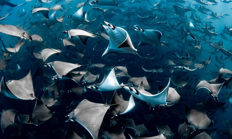 看見海的美｜Blancpain 創(chuàng)立「女性Fifty Fathoms五十噚」攝影獎(jiǎng)-復(fù)刻表